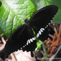 Papilio polytes Linnaeus, 1758